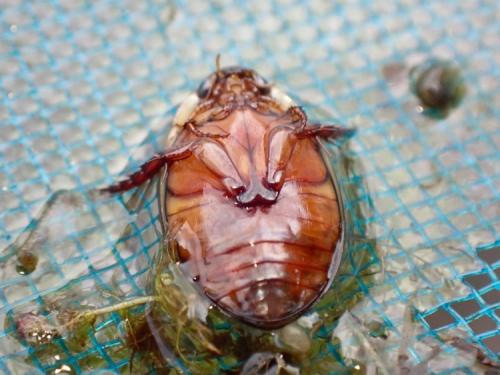 Graphoderus cinereus
